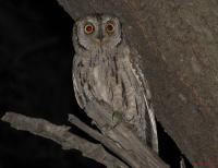 ������� (Otus scops). �������. ���������.
