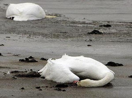 ���� ��������� ������� ��� ������������� ������ 