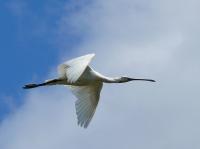 ���������� ���