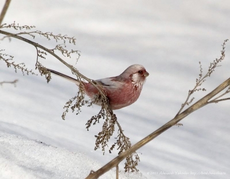 ���������������� �������