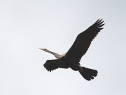 Anhinga melanogaster  Pennant, 1769	Oriental Darter
 