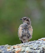 ����������� ���������