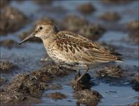 Dunlin_502