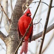 209A0569_cardinal.jpg