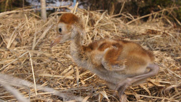  ���������� "�����-���"  � ������������ �����