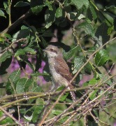 ������� ���������-�����