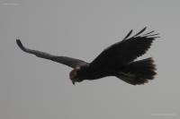 �������� ����