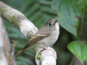 Muscicapa  muttui  (Layard, EL, 1854)	Brown-breasted Flycatcher
 

  