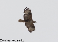 ���������_7