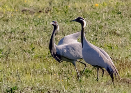 �����: ���� �� ���� (������, ��������� ������� ���)