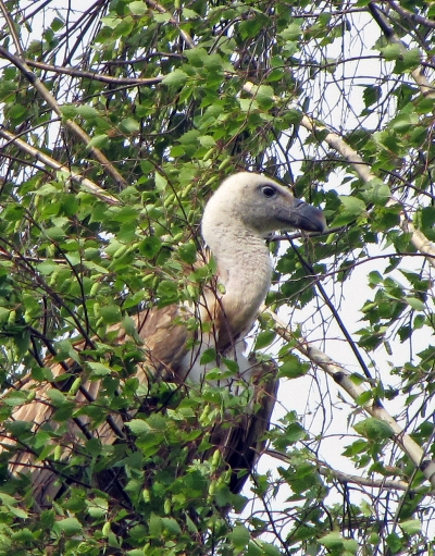 ����������� ����  � �������: ������������