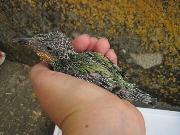 ������ ���������� ����� (Merops apiaster). ���� 2015, �������� "�����-������". ������ � ��� �������� ������ �� ��������������� ���� ���������� ������ � ��������� ���� � ������� ������� ����������. 