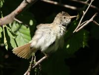 ������ ��������