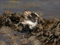 Dunlin_482