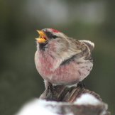 ����� � ���� ����������