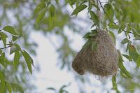 ������ ������������� ������