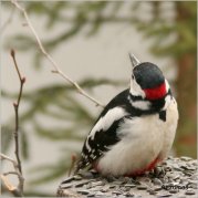 ����� ����������� (������� ���� �������)