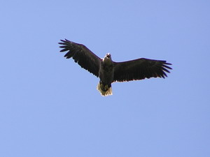 �����-��������� � ����������� �����������