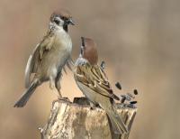 ����������:  4653
 	
06 ������ 2006 �., ������������� �-�, ����.���.

 
���������: 	VictorT  (�������� ������� ����� ������������)
����������: 	4653
����: 	Wed Apr 12, 2006
������: 	750 x 578
��������: 	������� �������, Tree Sparrow, Passer montanus.
06 ������ 2006 �., ������������� �-�, ����.���.
