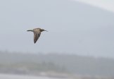   (Numenius phaeopus)