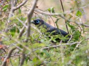 Phaenicophaeus viridirostris  (Jerdon, 1840)	Blue-faced Malkoha	  

  . 