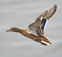 ������ ����� (�������)