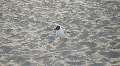 � ������� �� ������ ���������� ������� ������ ����