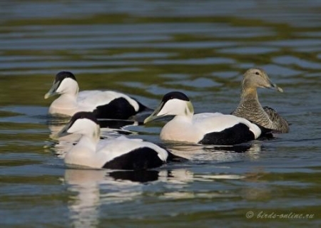 ������� ��������� �� �������� ����� �� ������������ ���� 