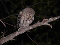 otus_scops_6