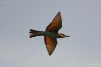 ���������� �����