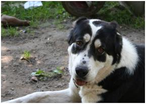 �������� ���������