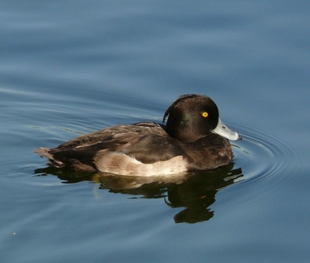 ��������� ����� ����������� ����� ������������� �� �. ������