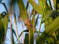 ���������� ���