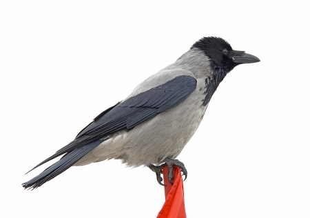 ����������� ����� ����� ��������� � ���������� ������ ����������. 