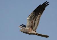 ������� ����