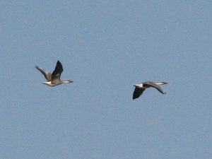 ������� �����-���������  �� ��� �������� �������