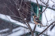 IMG_4141.jpg