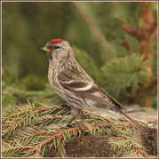 ����� ������. ����. � ���� ���� ������ (��������, ��� ����) ��������� � ������, � � ���� ������� ���������� �������.