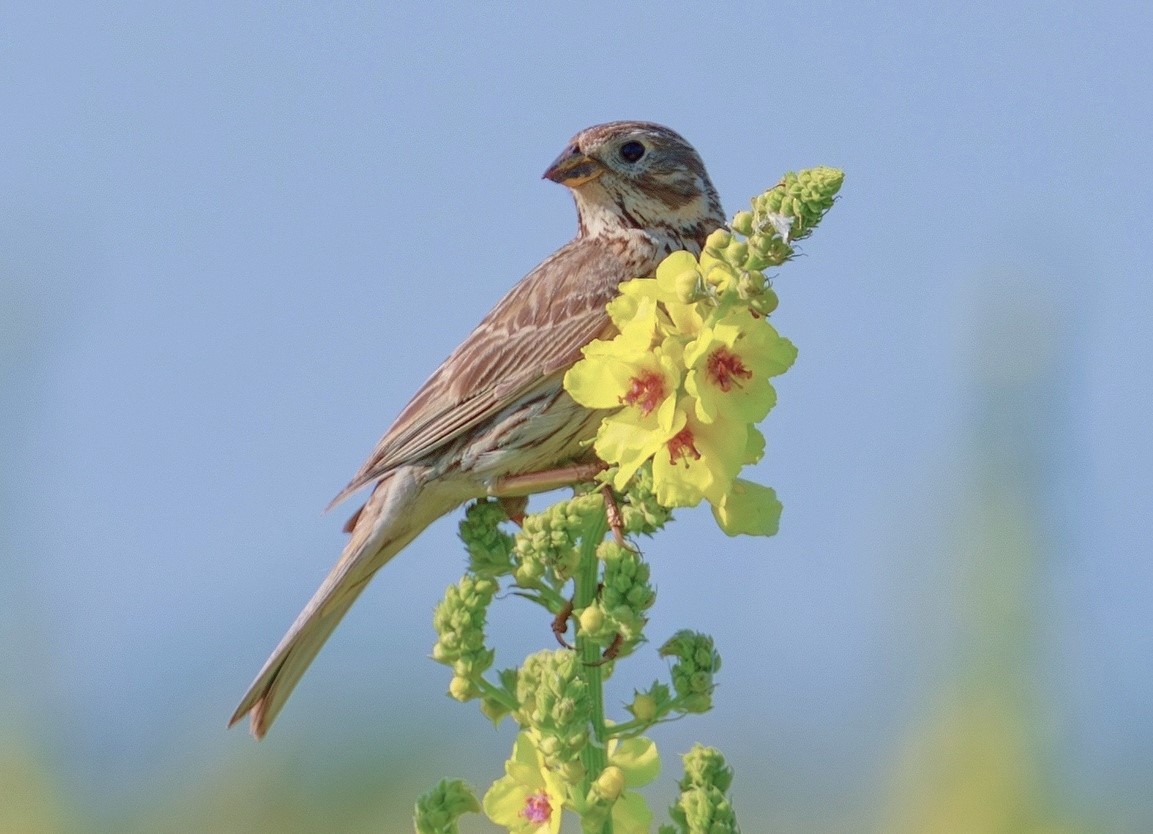 ���������������� ����������� ������ ������������� ���������