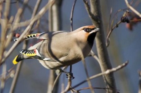 � ��������� ����� ����� ����������� ����������  ����