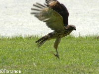 Red-shouldered Hawk,Buteo lineatus