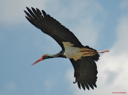 ����� -2013. ���� �� ����. �������. ��������� ������ �����. 