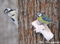 ����� �� ���������