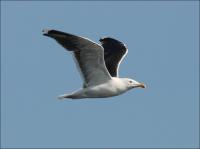 ������� ������� �����