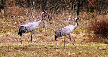 ������ ������ ������� ����� ������