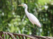 Bubulcus ibis  (Linnaeus, 1758)	Western Cattle Egret
 