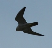 ������� �������� � ����������� �������