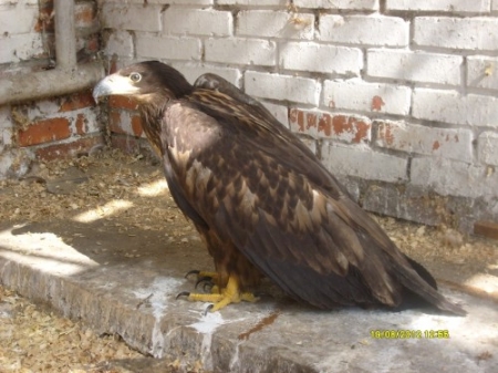 �������� ������-���������� ������� �� ���