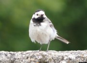 ����� ����������