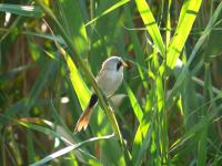 ���������� ���